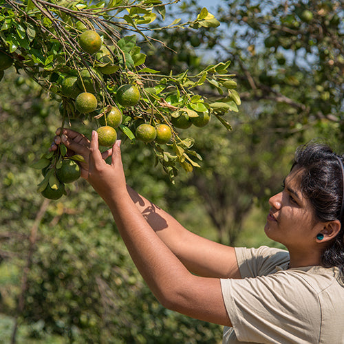 On the right a woman is picking fruit from a tree. There are trees in the background.